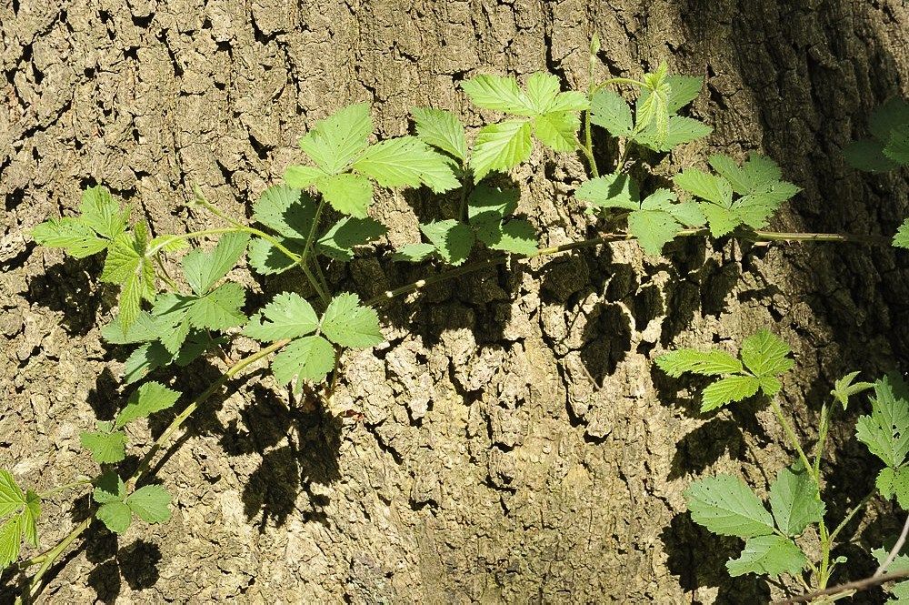Breehoef_Lente_042.jpg