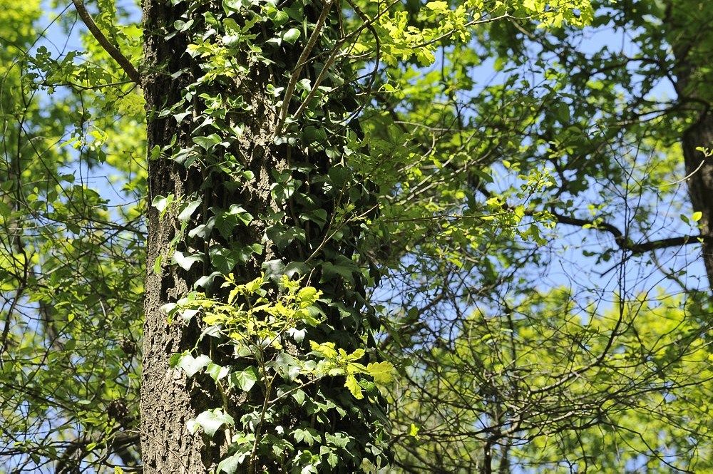 Breehoef_Lente_044.jpg