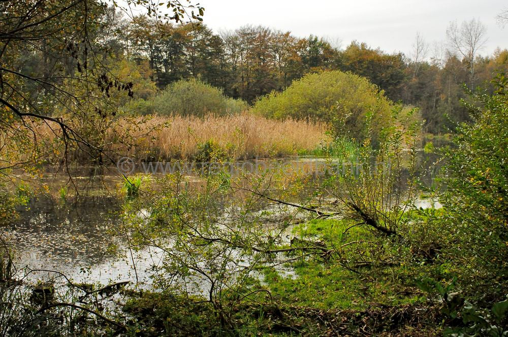 Breeschoter Plas