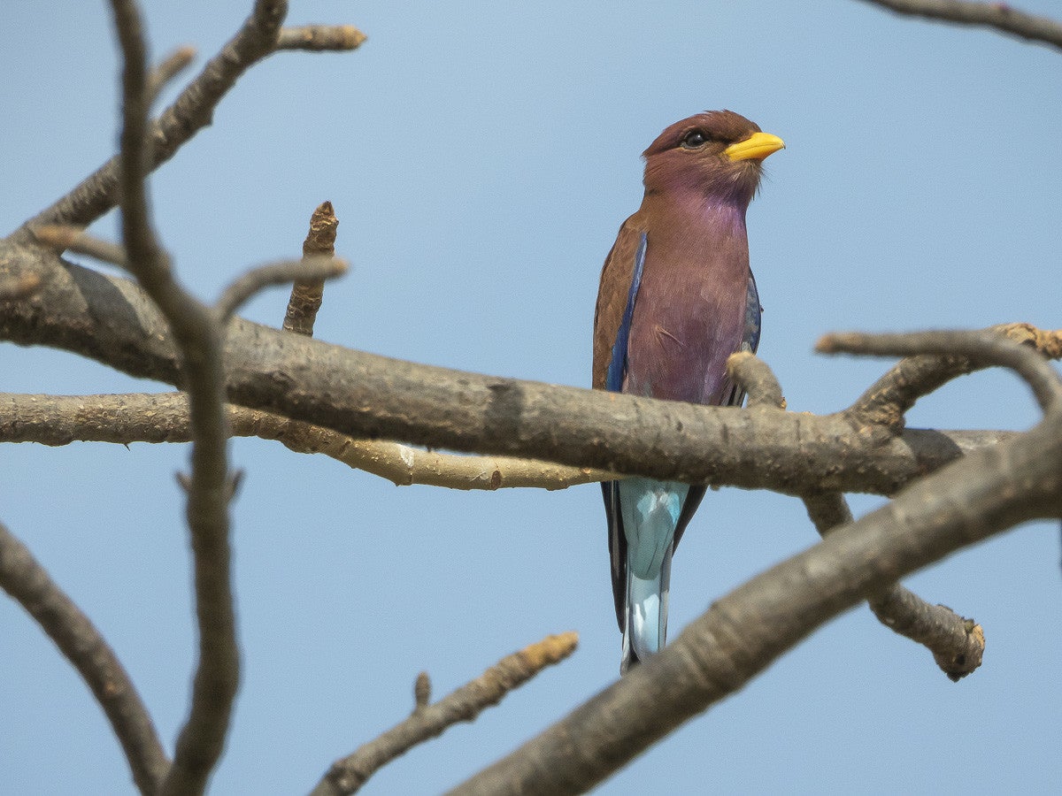 Broad-billedRoller_1218.jpg