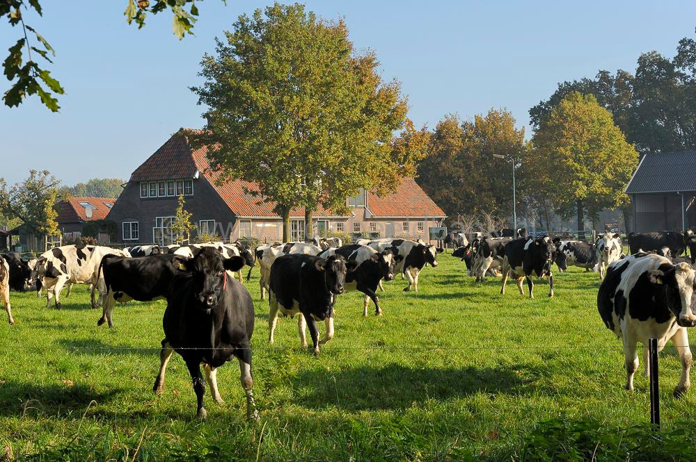 Broekerbos_100-1.jpg