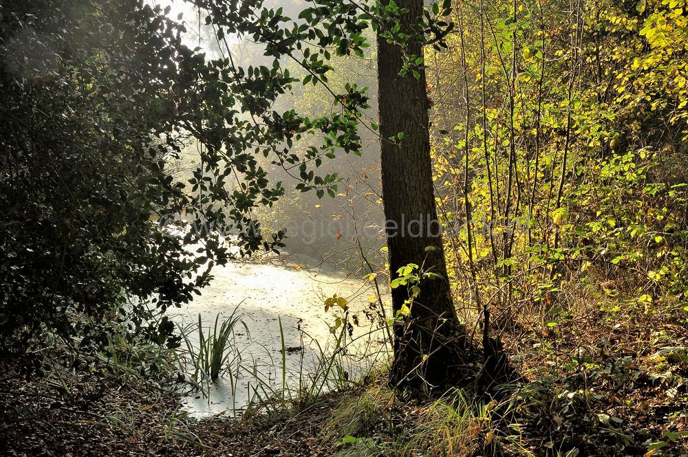 Broekerbos_105.jpg
