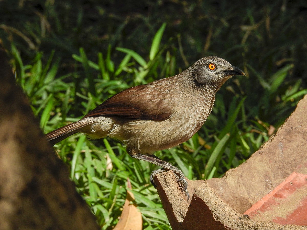 BrownBabbler_0127-2.jpg