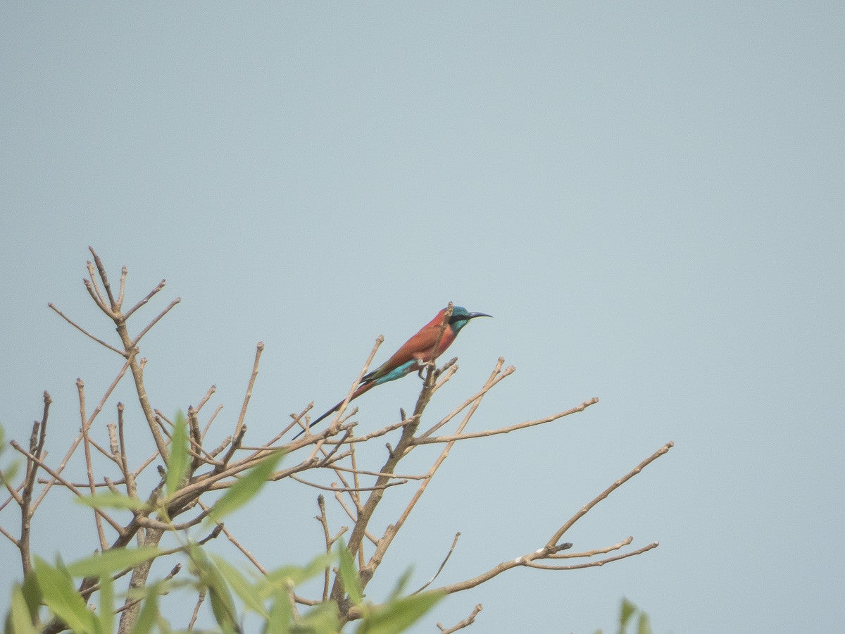 Carminebee-eater_3838.jpg