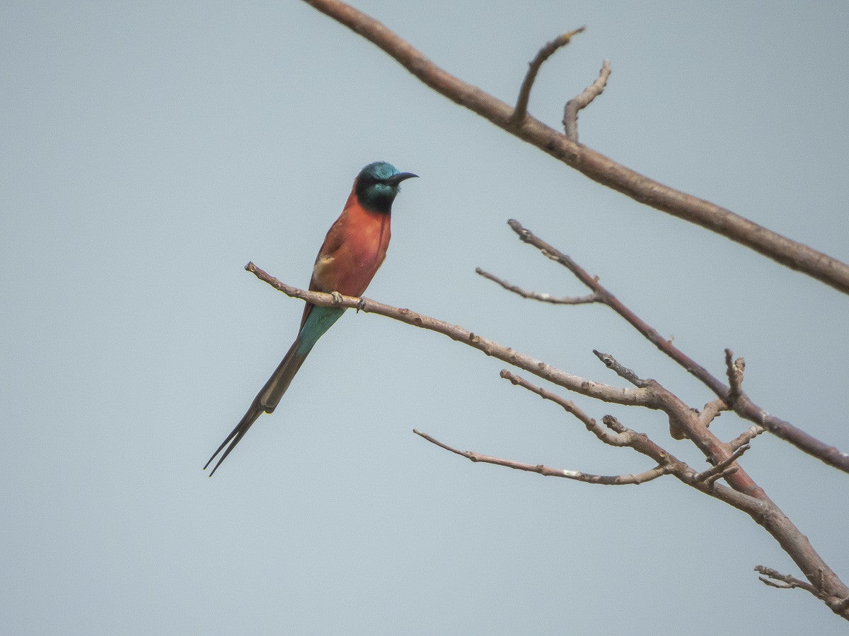 Carminebee-eater_3855.jpg