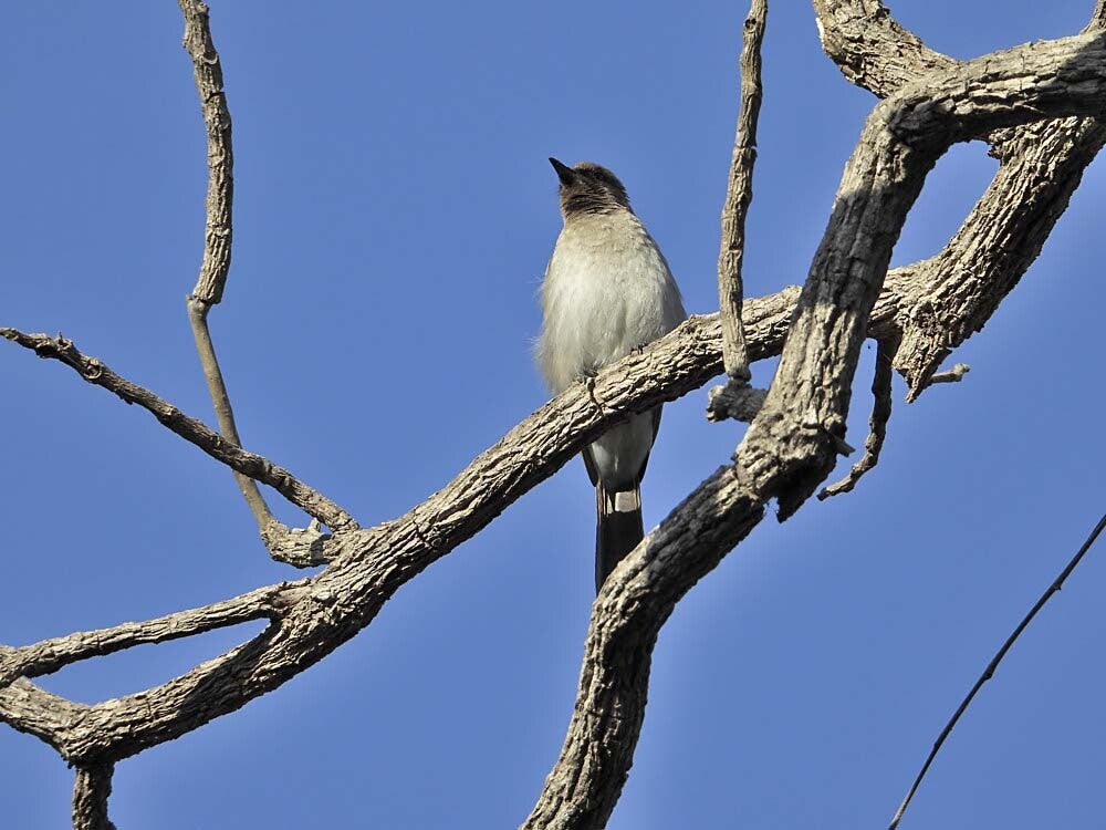 Commonbulbul_006.jpg