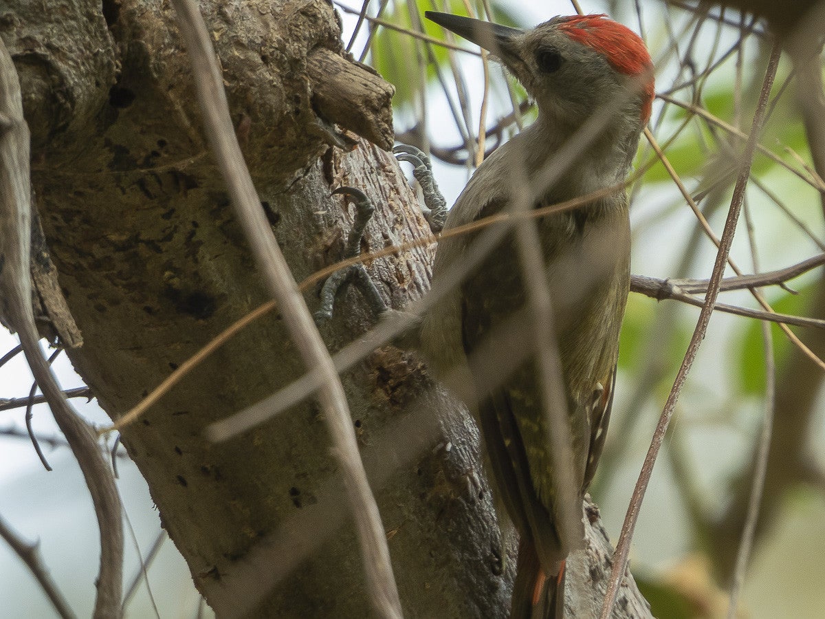 Grey Woodpecker_4677.jpg