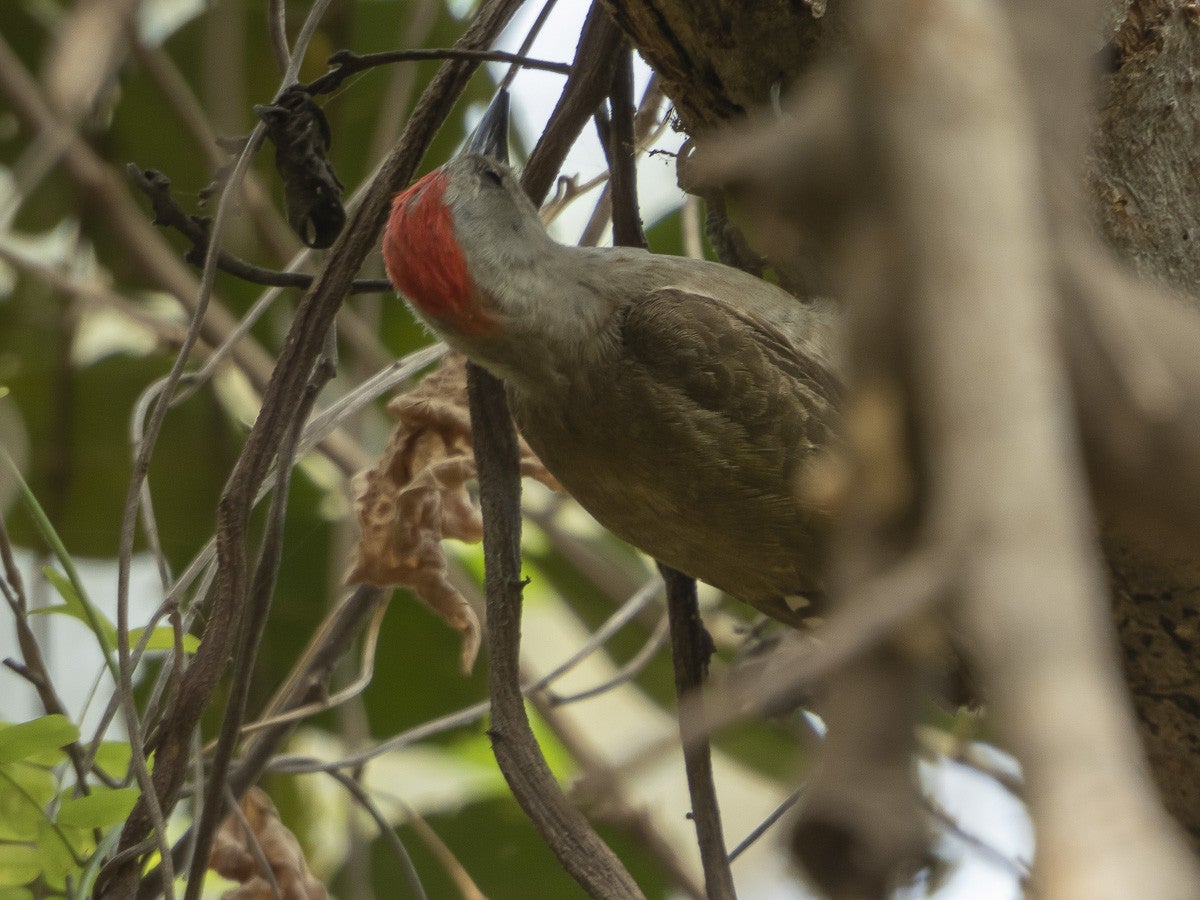Grey Woodpecker_4692.jpg