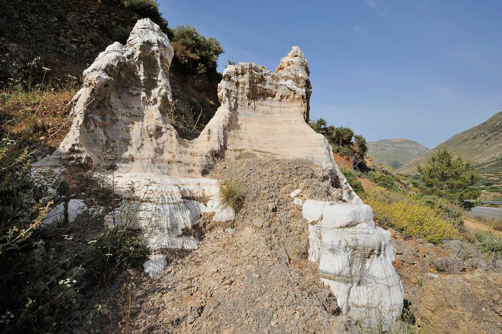 Daphe White Rocks