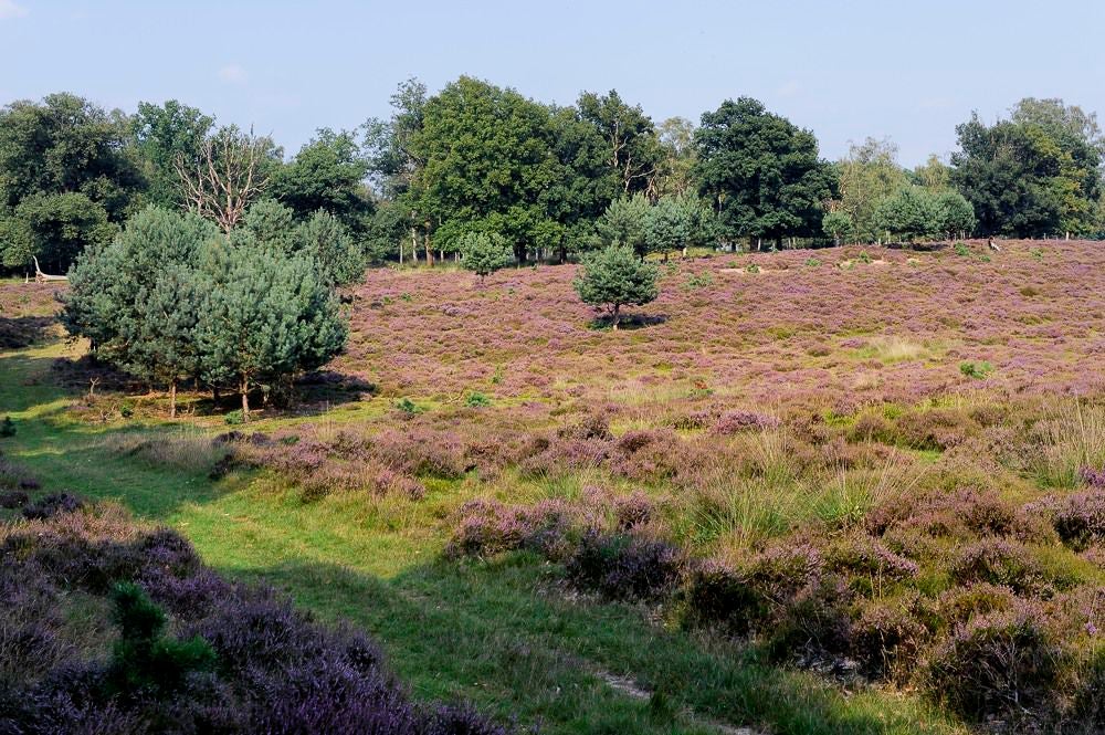 Deelerwoud 2