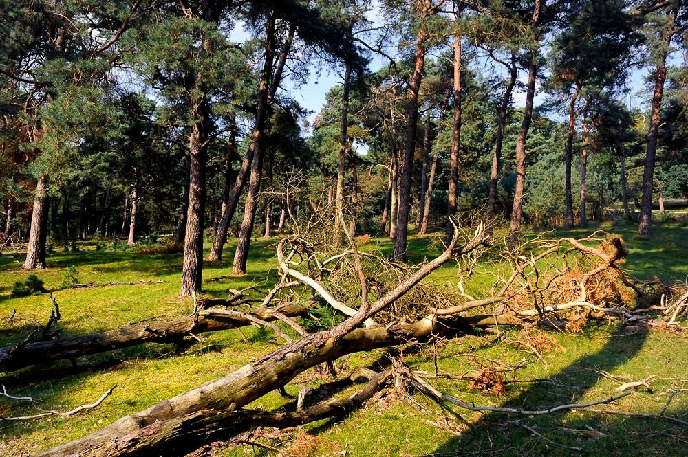 Deelerwoud_005.jpg