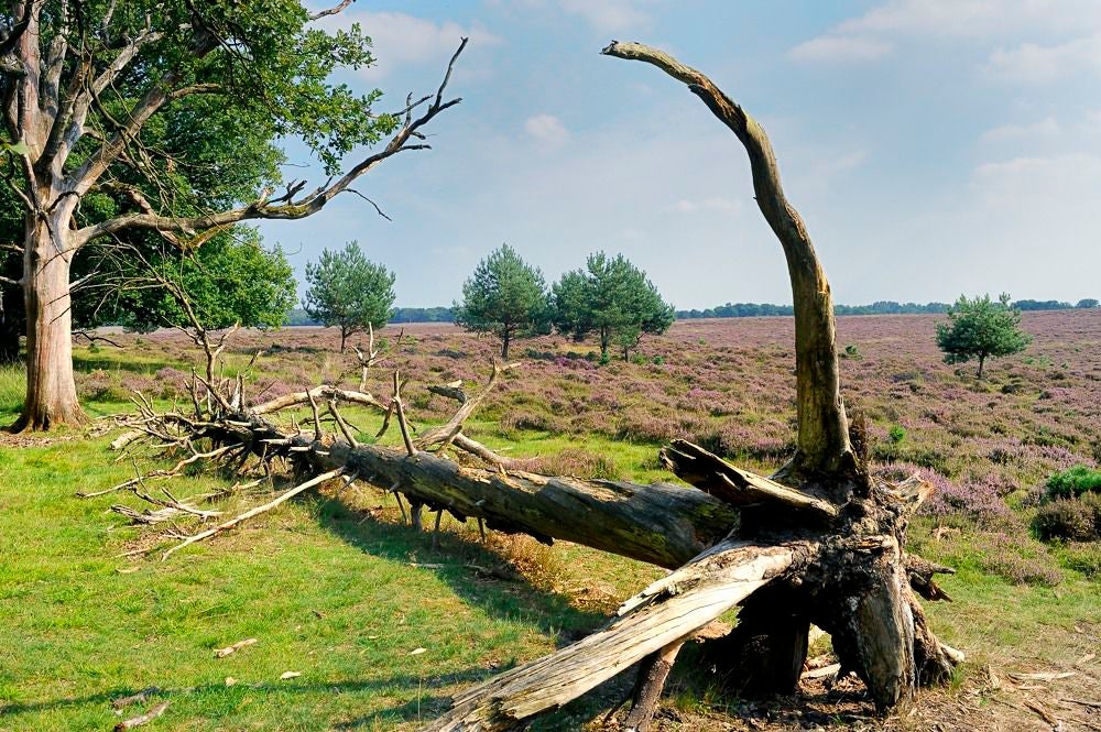 Deelerwoud_007.jpg