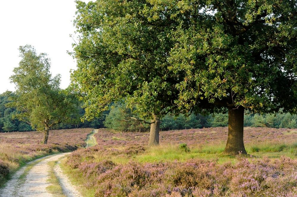 Deelerwoud_035.jpg