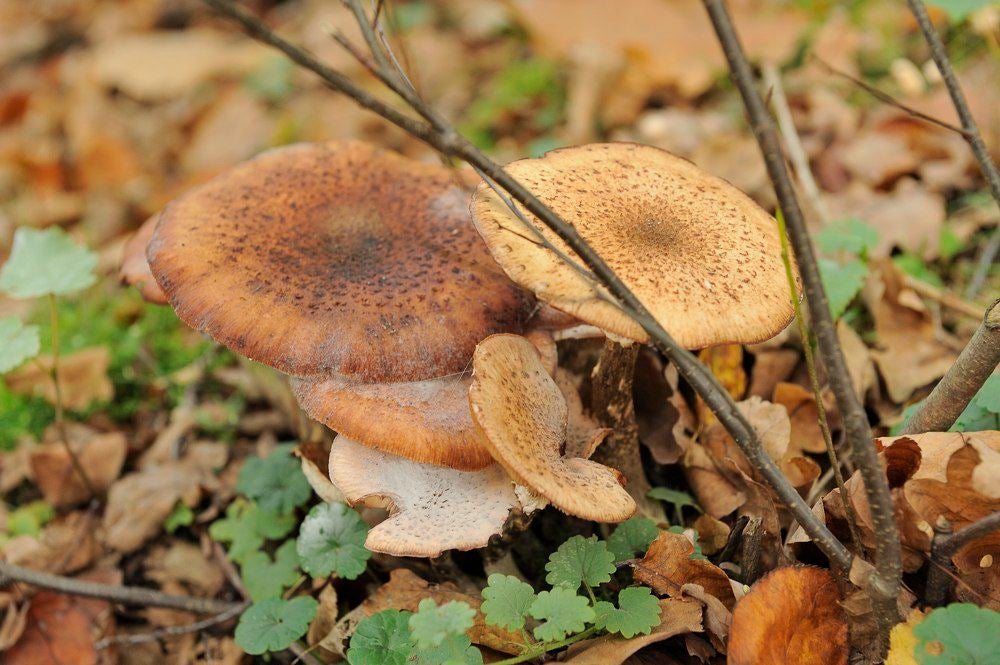 &nbsp; Het Doornse Gat