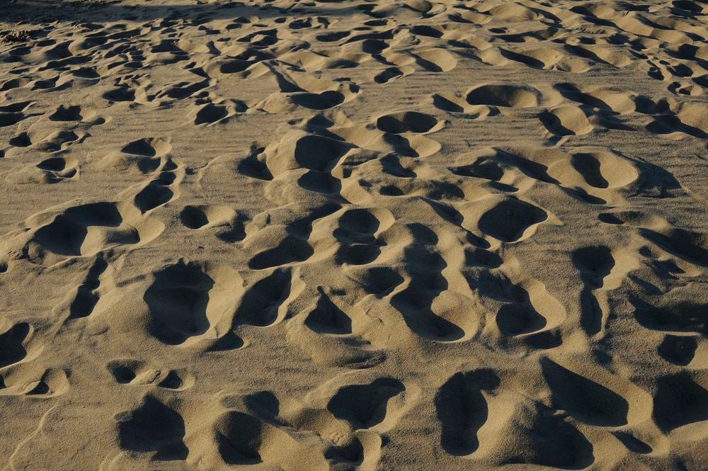Texel