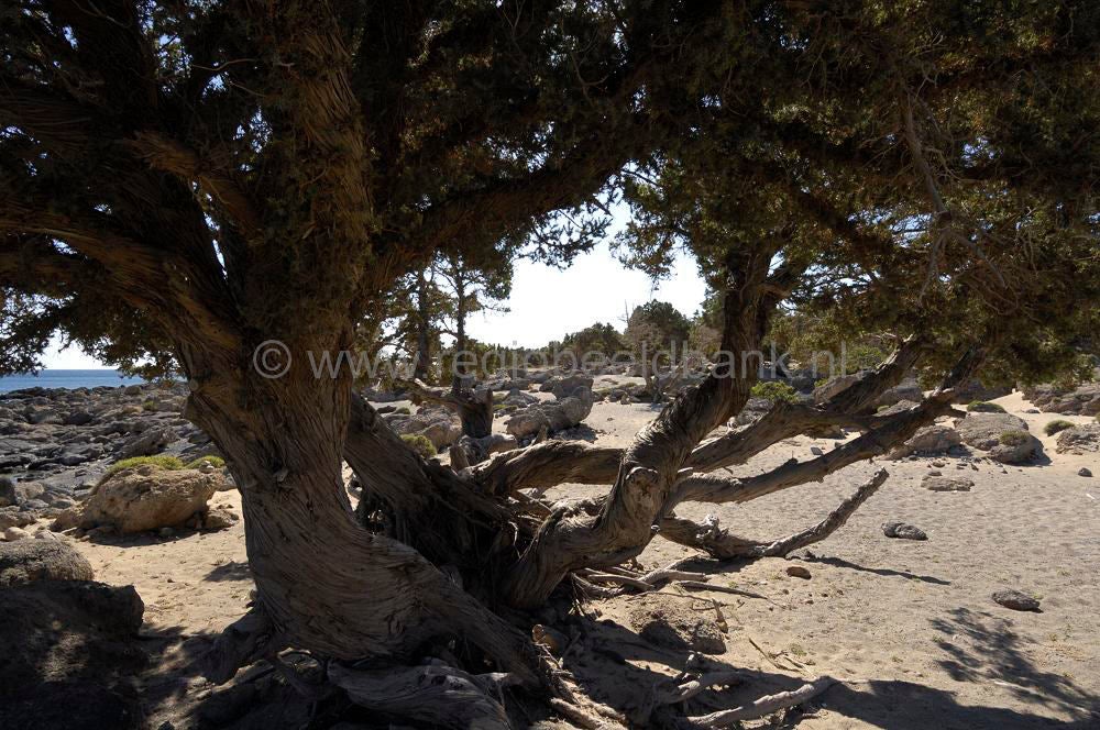 Elafonnissi_Kedrodasos_0337.jpg