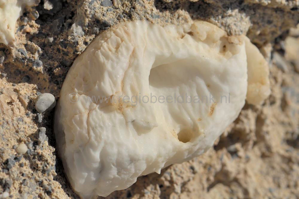 Elafonnissi_Kedrodasos_0351a.jpg