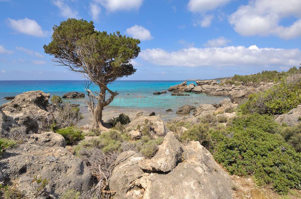 Elafonnissi_Kedrodasos_0362.jpg