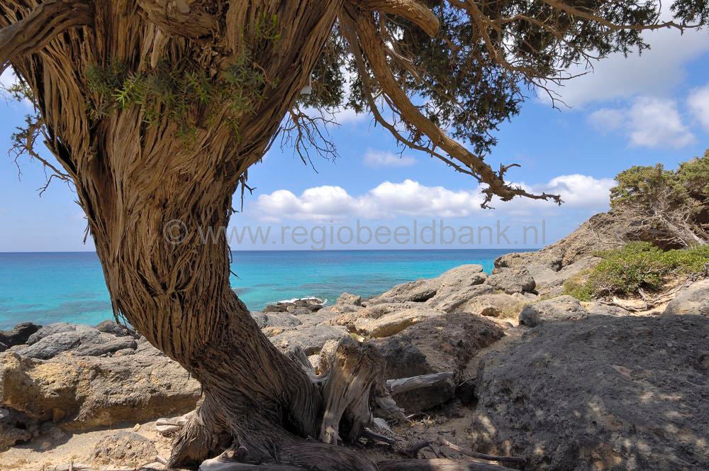 Elafonnissi_Kedrodasos_0367.jpg
