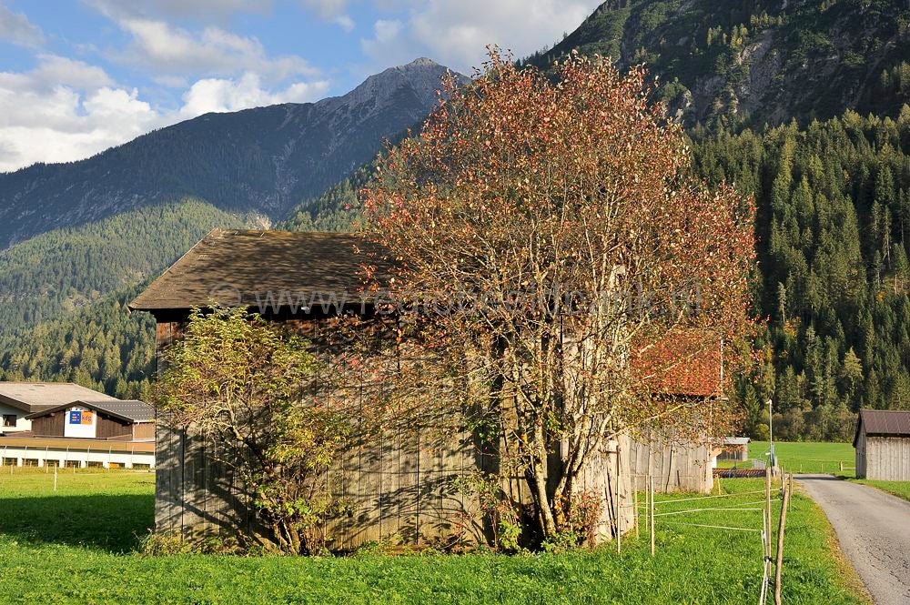 Elbingealp