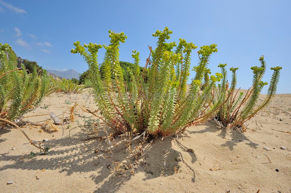 Fallasarna_beach_031.jpg