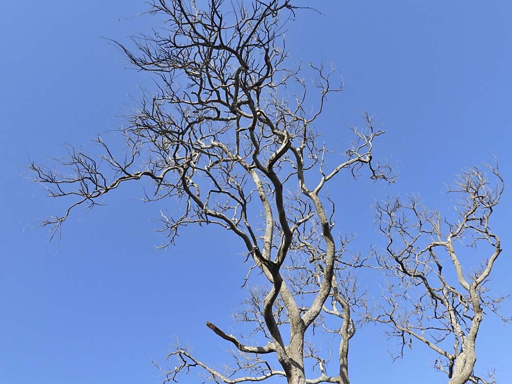 Farasuto Forest