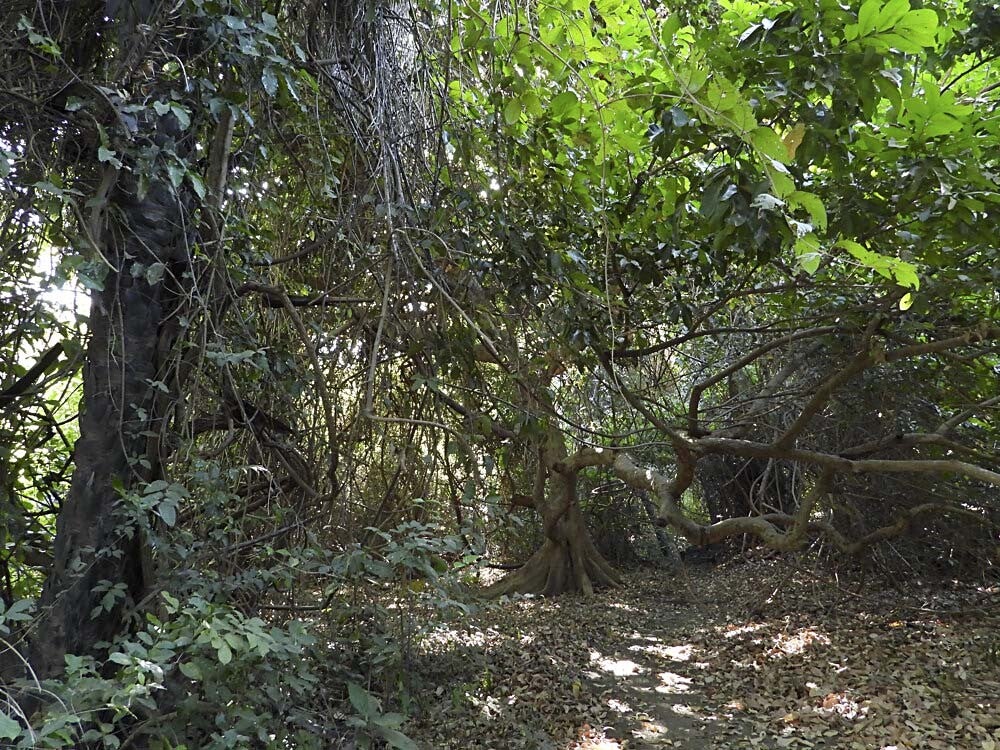 Farasuto_Forest_026.jpg