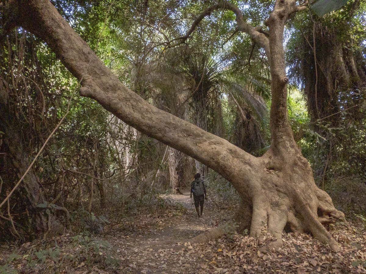 FarasutuForest_2622.jpg