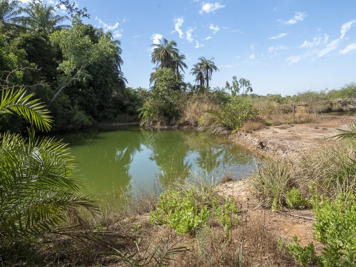 FarasutuForest_2632.jpg