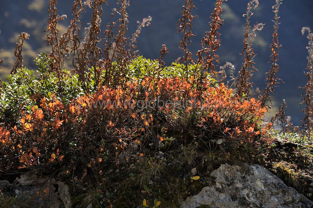 Formarin_See_100.jpg