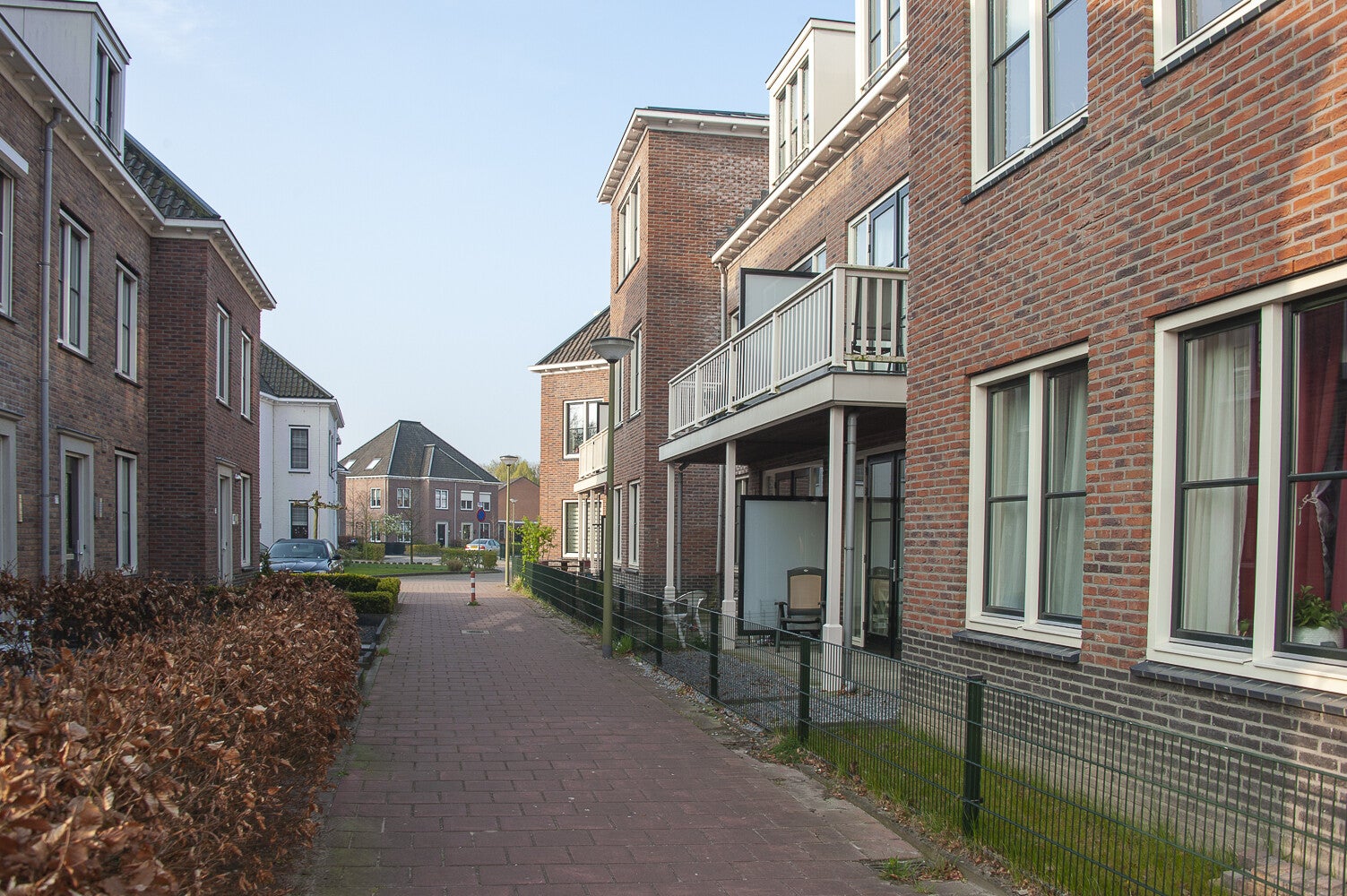 GelderseRoos_230.jpg