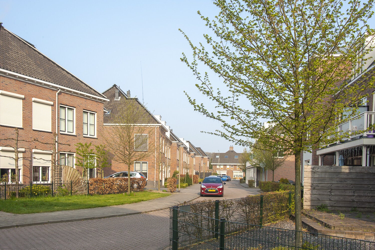 GelderseRoos_232.jpg