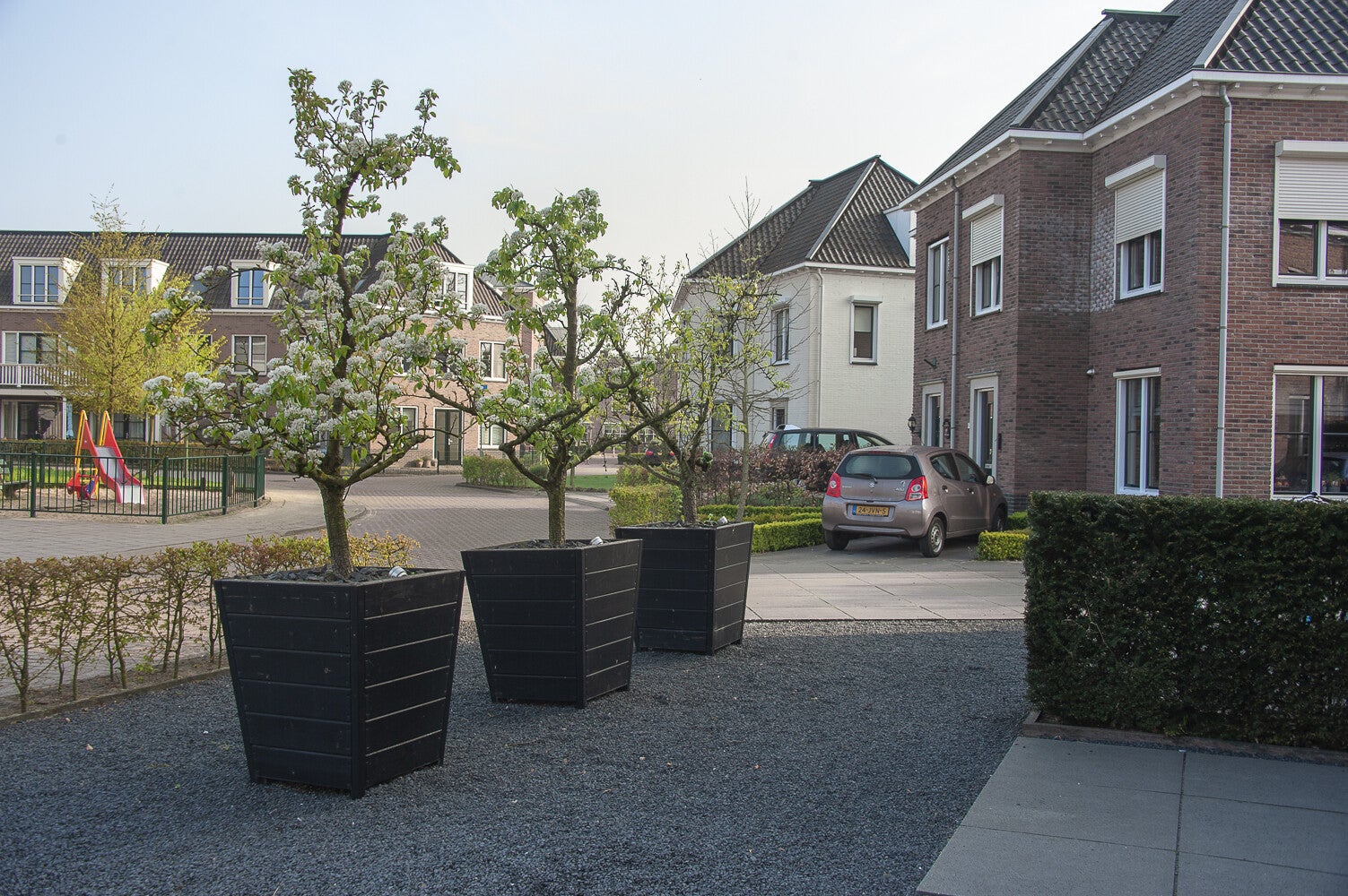 GelderseRoos_235.jpg