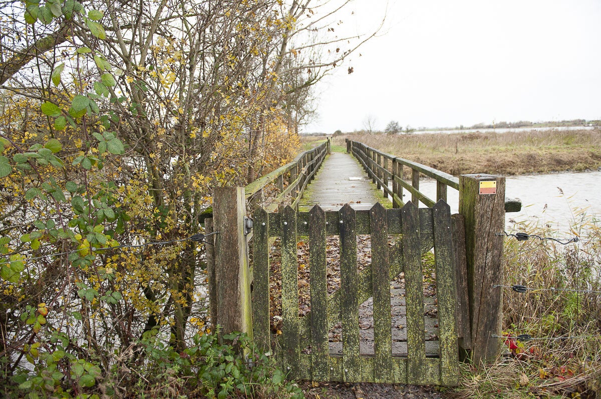 Goilberginerpad_003.jpg