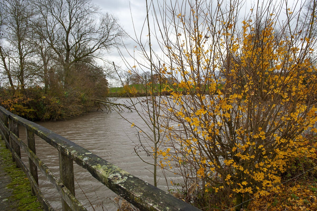 Goilberginerpad_005.jpg