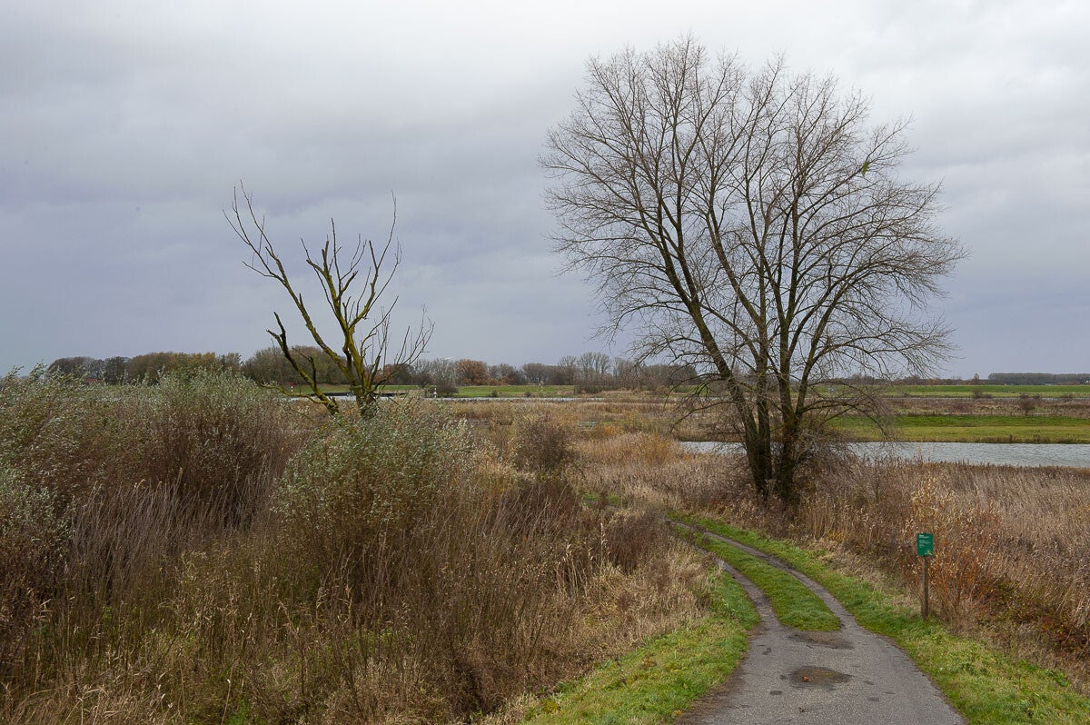 Goilberginerpad_015.jpg