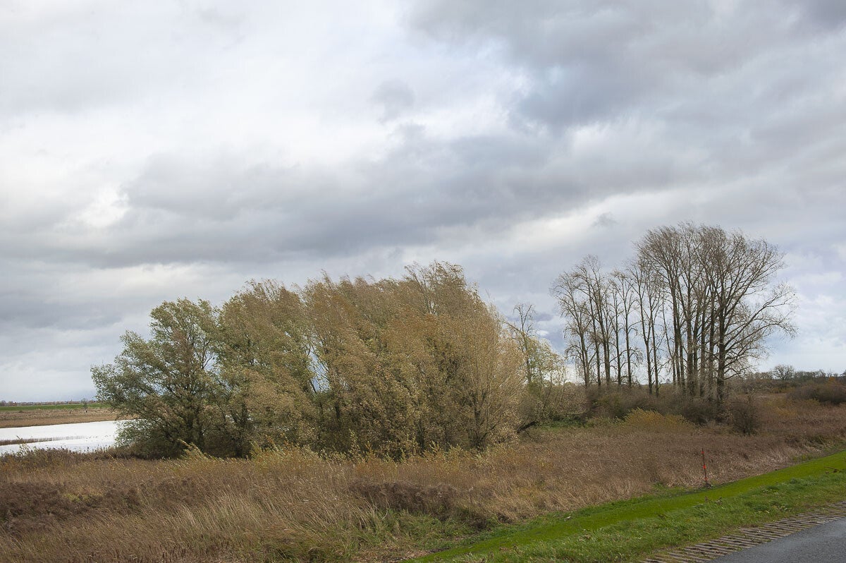 Goilberginerpad_017.jpg