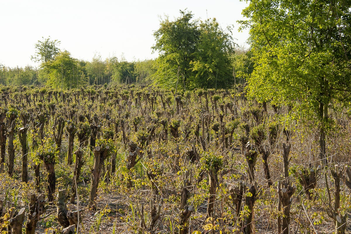 Goilberginerpad__074.jpg