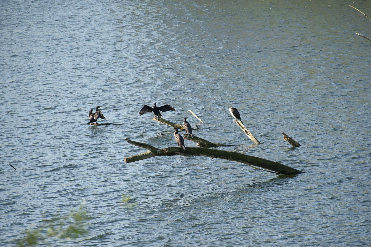 Goilberginerpad__082.jpg