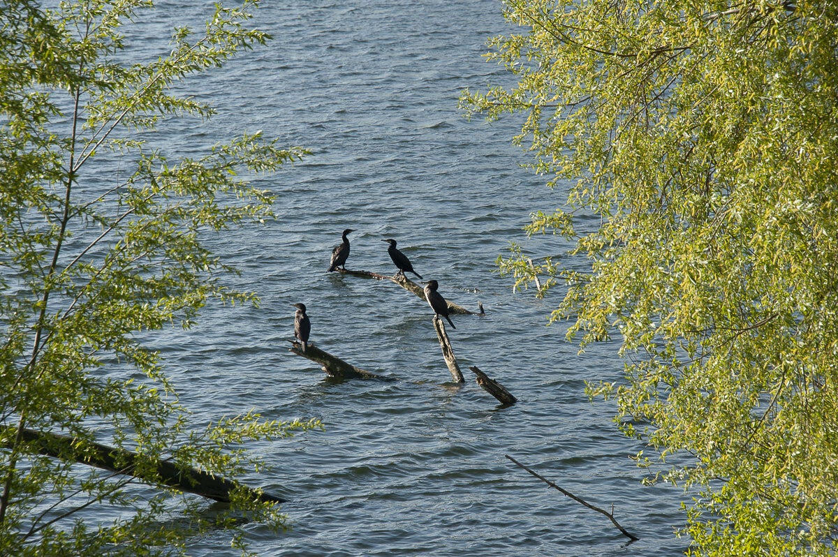 Goilberginerpad__084.jpg