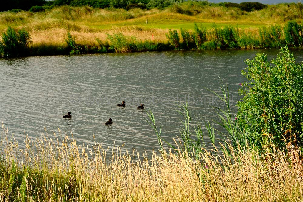 Golfbaan_Texel_014-1.jpg