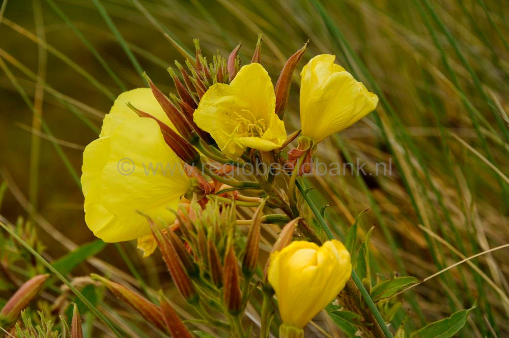Golfbaan_Texel_038-1.jpg