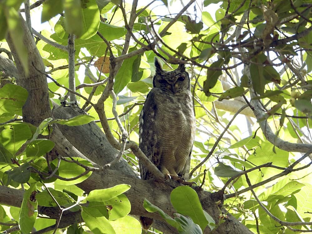 Grayisheagleowl_030.jpg