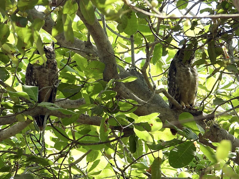 Grayisheagleowl_032.jpg