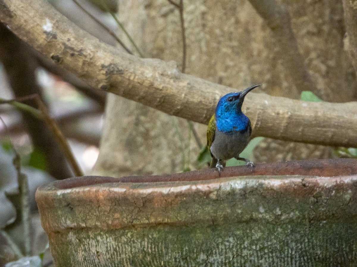 GreenheadedSunbird_599.jpg