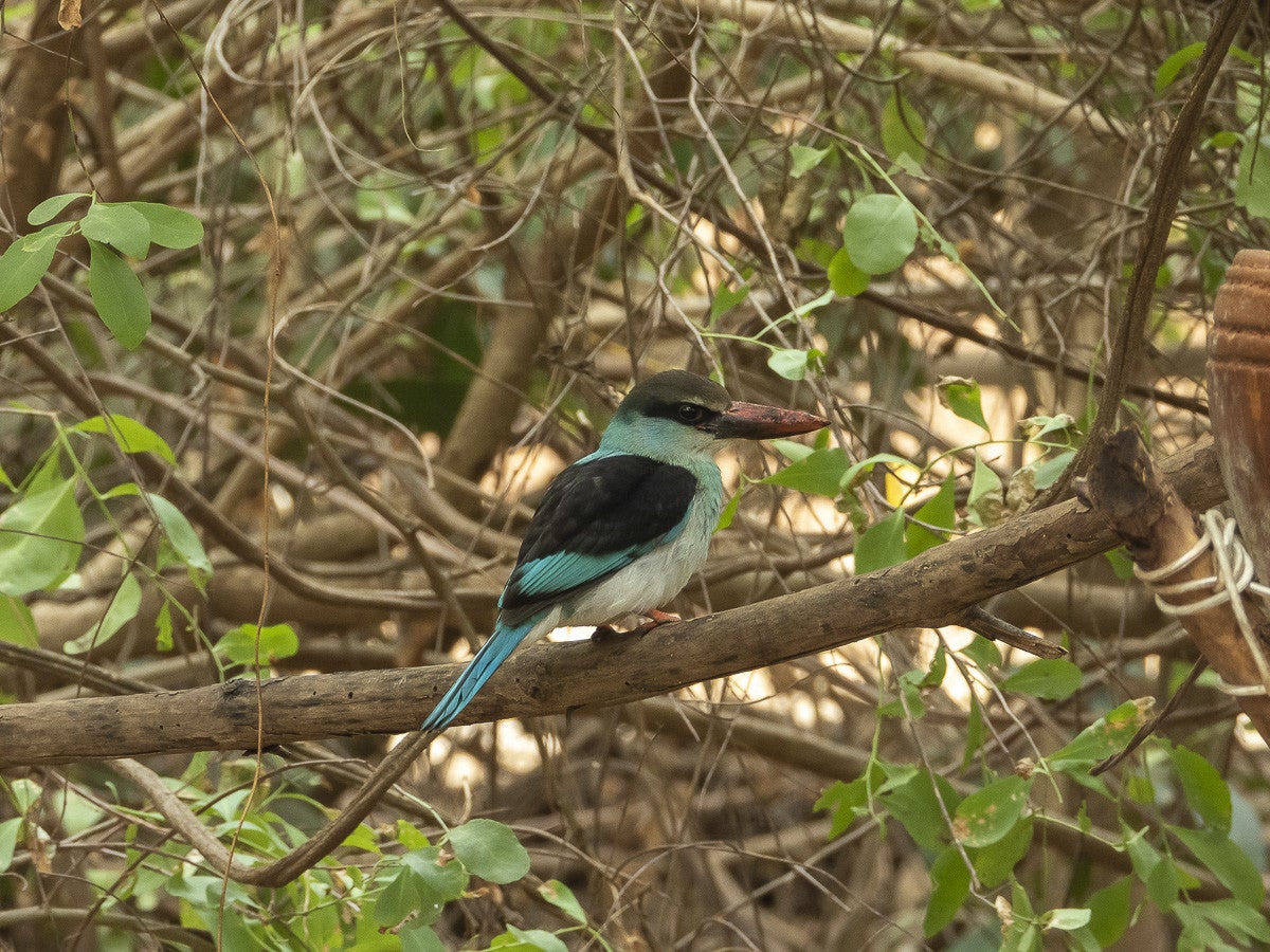 GreyheadedKingfisher_1257.jpg