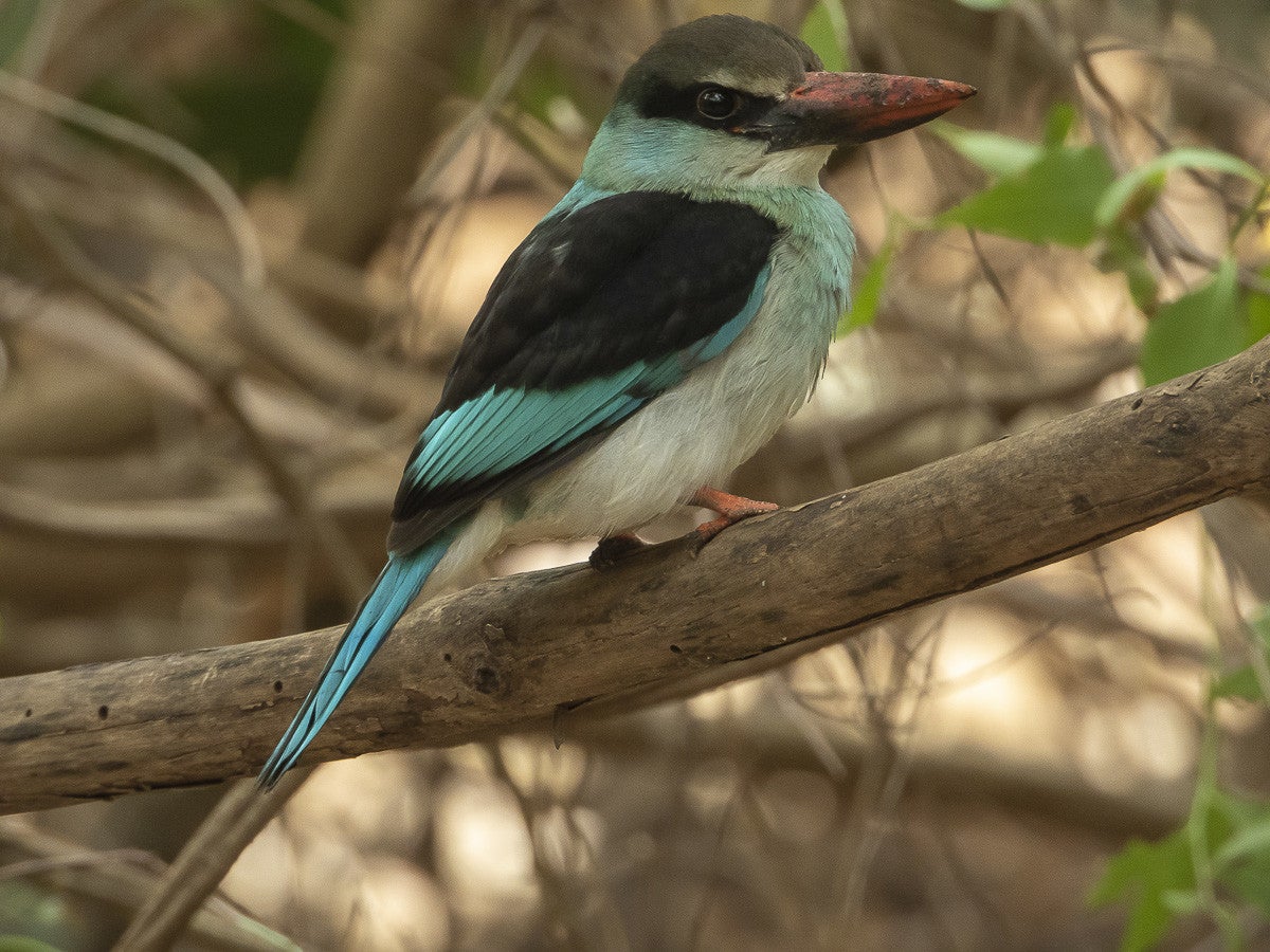 GreyheadedKingfisher_1259.jpg