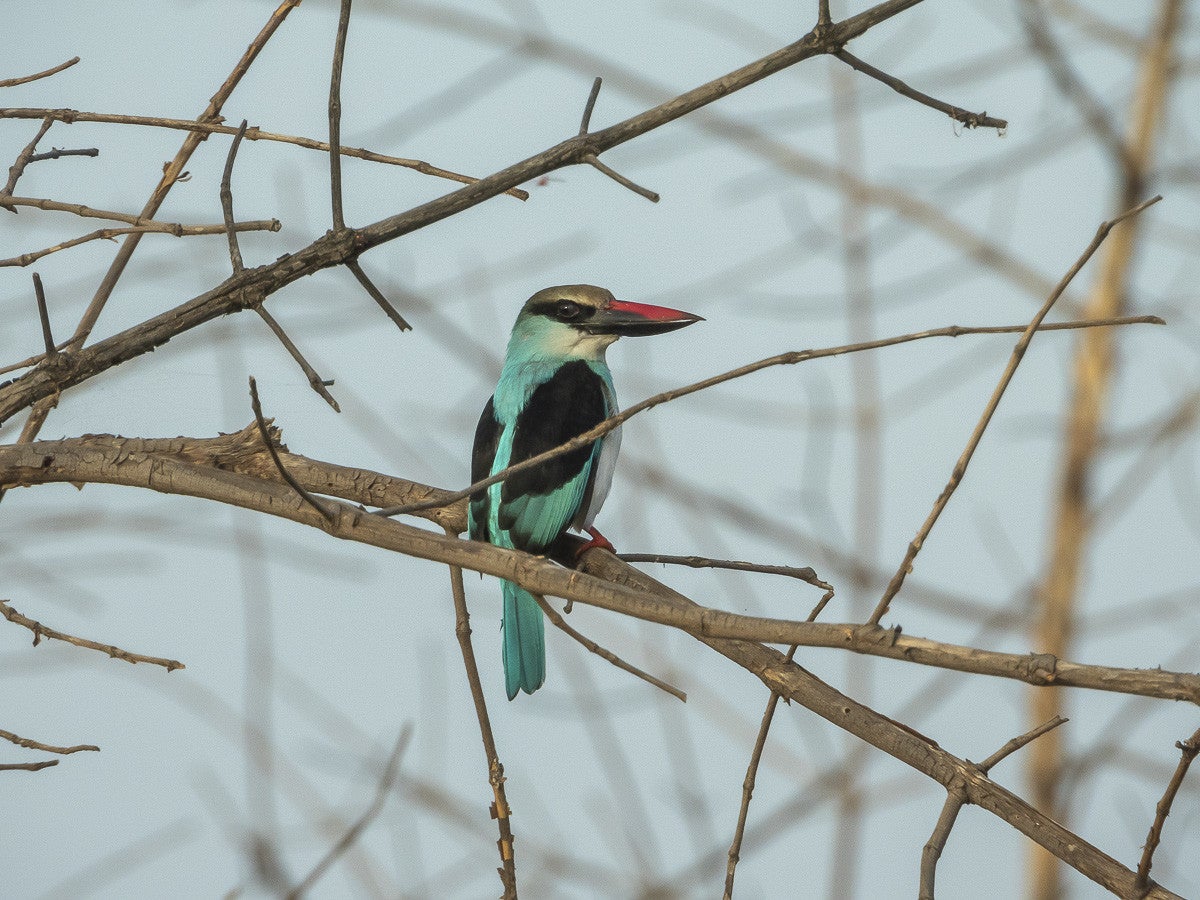 GreyheadedKingfisher_3180.jpg