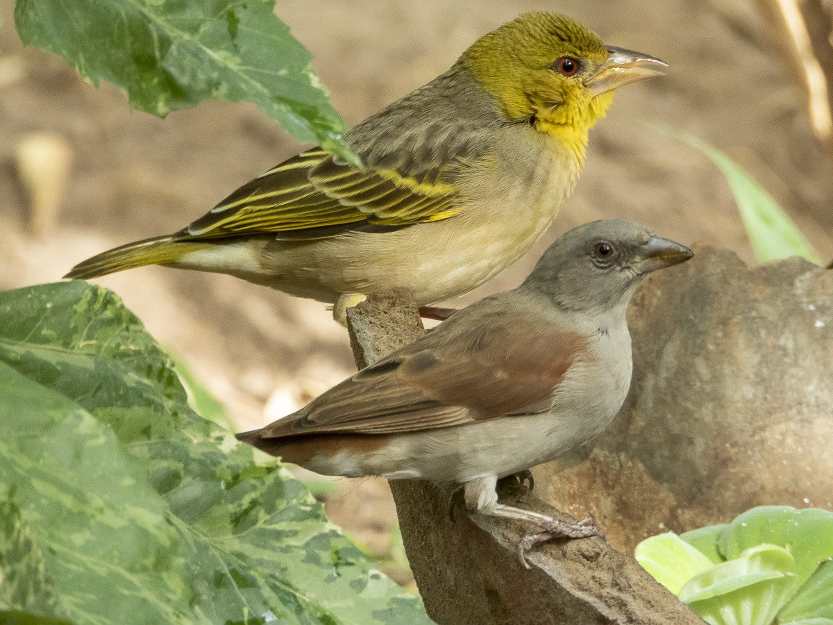Greyheadedsparrow_3025.jpg