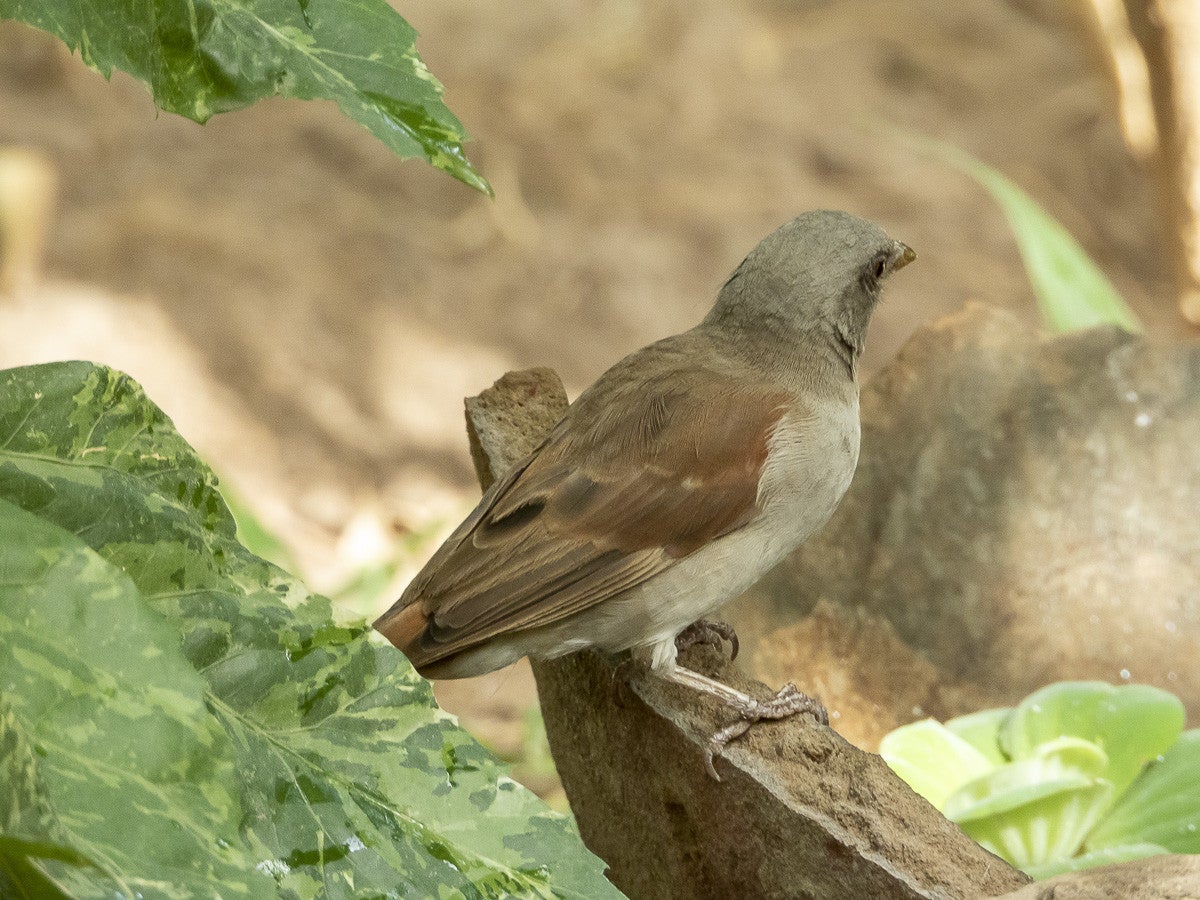 Greyheadedsparrow_3034.jpg